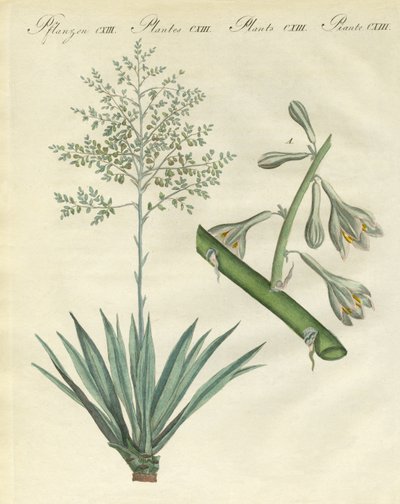 Plantas Extranjeras Raras (grabado coloreado) de German School