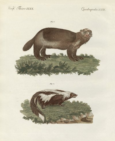 Animales cuadrúpedos raros de German School