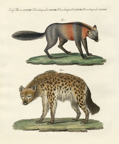 Animales de cuatro patas raros de German School