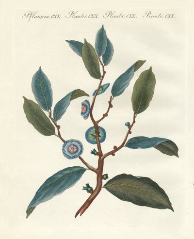 Plantas ornamentales raras de German School