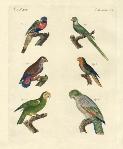 Loros raros de German School