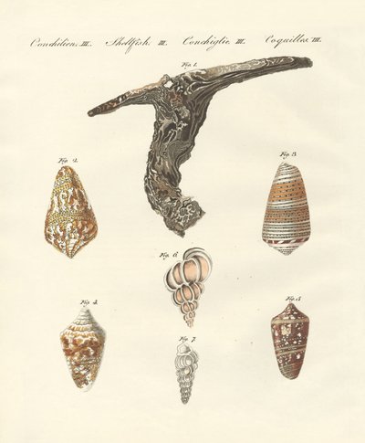 Conchas raras de German School