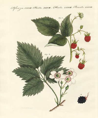 Frambuesas y moras de German School