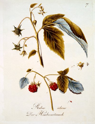 Frambuesa, ilustración de un libro de flores silvestres alemanas de Johann Daniel von Reitter, publicada c.1803-5 de German School
