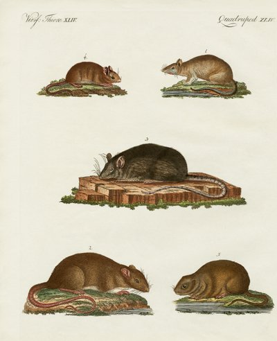 Ratas y ratones de German School