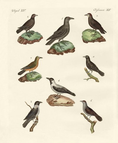 Cuervos y grajos de German School