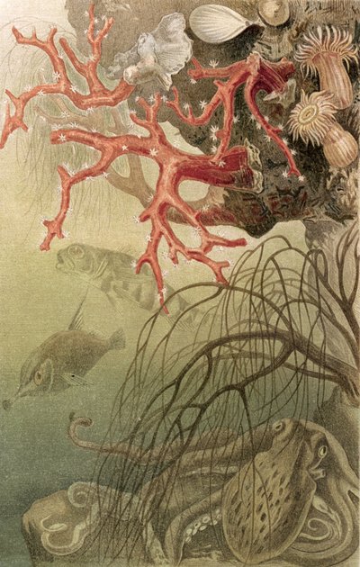 Coral rojo, lámina de Brehms Tierleben: Allgemeine Kunde des Tierreichs, vol.10, p.608, publicado por Bibliographisches Institut, 1893 de German School