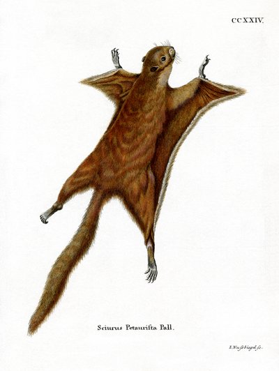 Ardilla Voladora Gigante Roja de German School