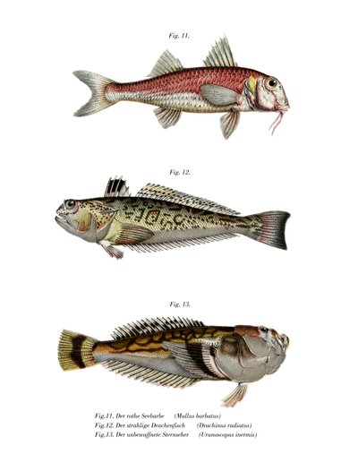 Salmonete rojo de German School
