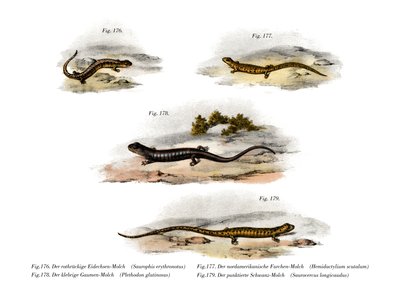 Salamandra de espalda roja de German School