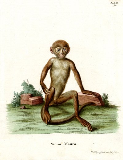 Macaco rhesus de German School