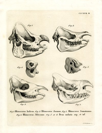 Cráneos de rinoceronte de German School