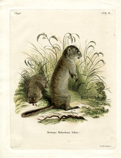 Ardilla de Richardson de German School