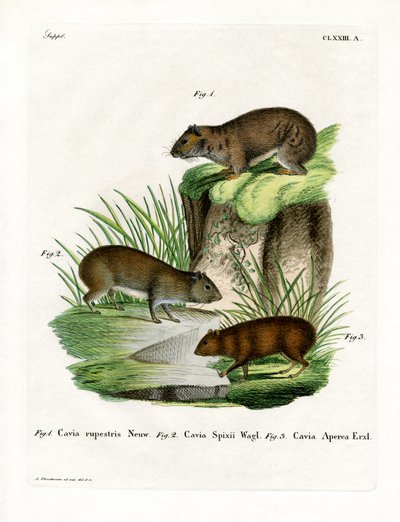 Cavy de Roca de German School