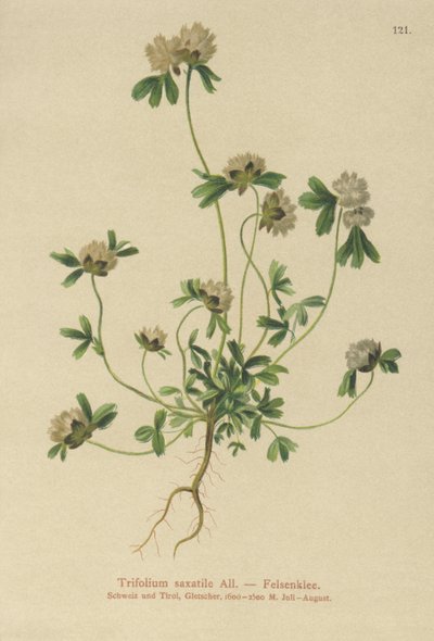 Trébol de roca (Trifolium saxatile) de German School