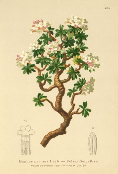 Dafne de roca (Daphne petraea, Daphne rupestris) de German School
