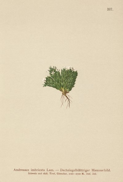 Jazmín de roca (Androsace imbricata, Aretia imbricata) de German School