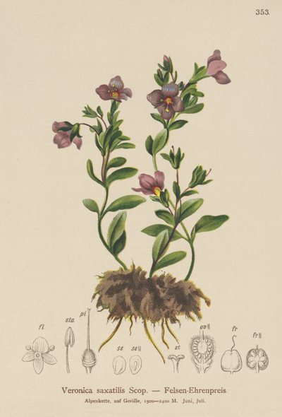 Verónica de roca (Veronica saxatilis) de German School