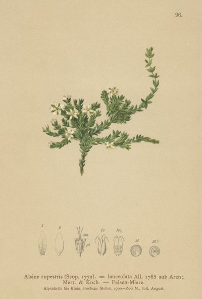 Stitchwort de roca de German School