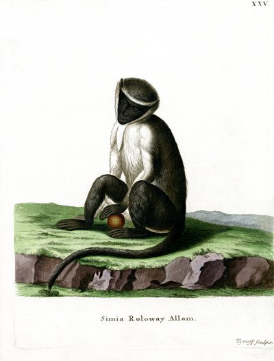 Guenon Roloway de German School