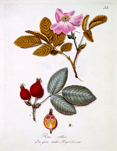 Rosa villosa, ilustración de un libro de flores silvestres alemanas de Johann Daniel von Reitter, publicada c.1803-5 de German School
