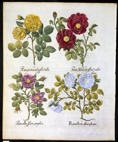 Rosas, lámina 96 de Hortus Eystettensis por Basil Besler (1561-1629) publicado en 1613 de German School