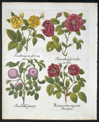 Rosas, lámina 96 de Hortus Eystettensis por Basil Besler (1561-1629) publicado en 1613 de German School
