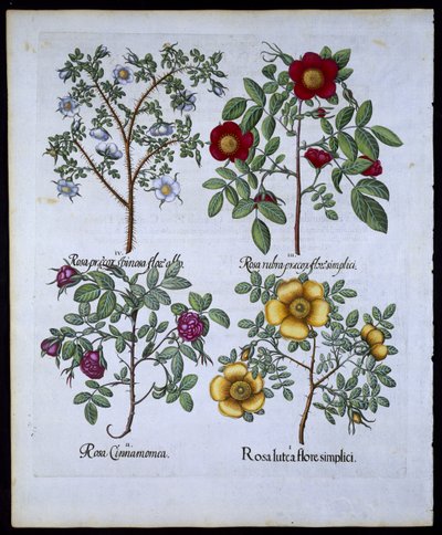 Rosas, lámina 98 de Hortus Eystettensis por Basil Besler (1561-1629) publicado en 1613 de German School