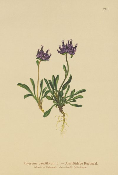 Rampion de cabeza redonda (Phyteuma pauciflorum, Rapunculus pauciflorus, Phyteuma globulariifolium) de German School