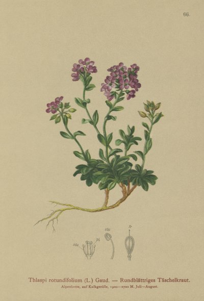 Thlaspi de hojas redondas (Thlaspi rotundifolium, Noccaea rotundifolia, Thlaspi cepaeifolium subsp. rotundifolium) de German School
