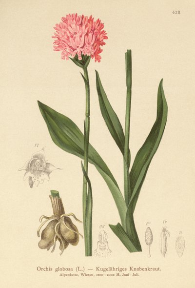 Orquídea de Cabeza Redonda (Orchis globosa, Traunsteinera globosa) de German School