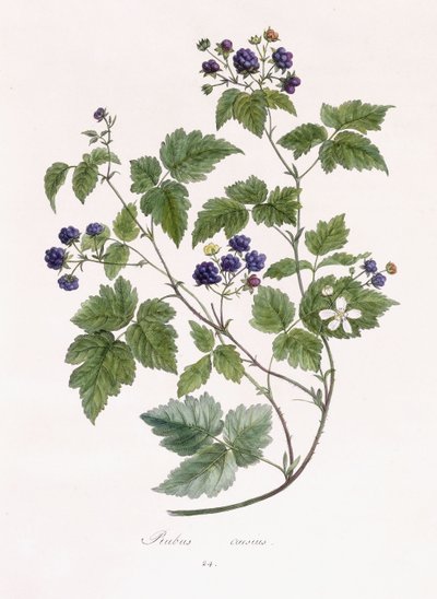 Rubus caesius de German School