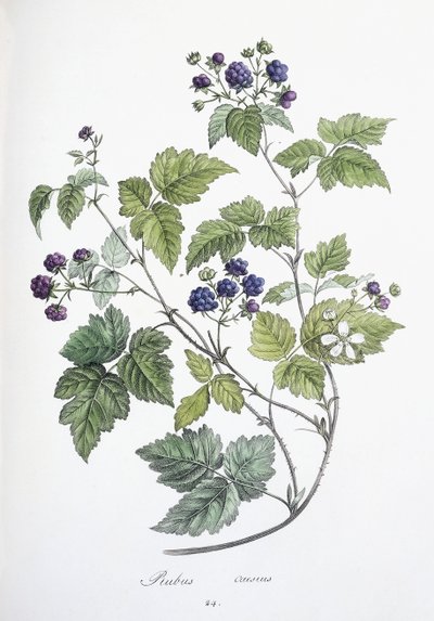 Rubus caesius, 1811-1818 de German School