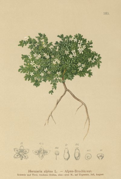Herniaria alpina (Herniaria alpina, Herniaria ciliolata) de German School