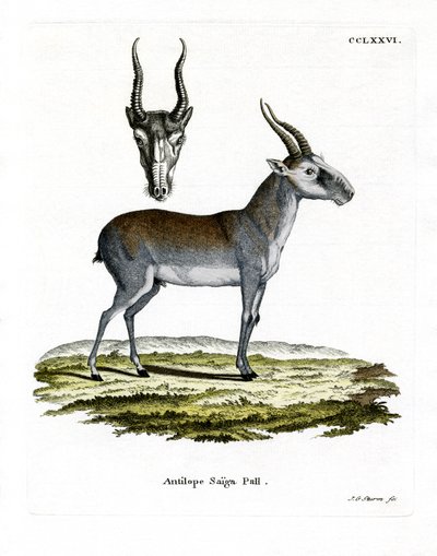 Saiga de German School