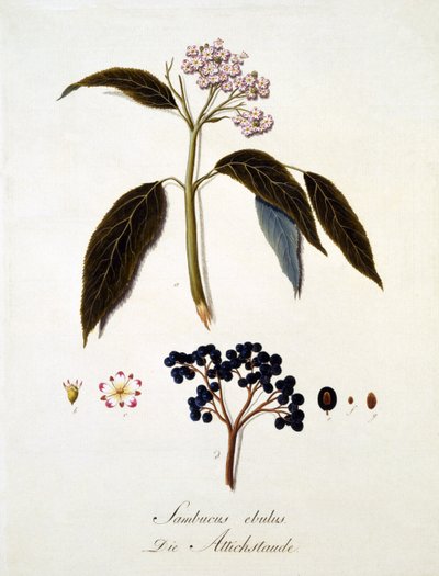 Sambucus Ebulus, de 