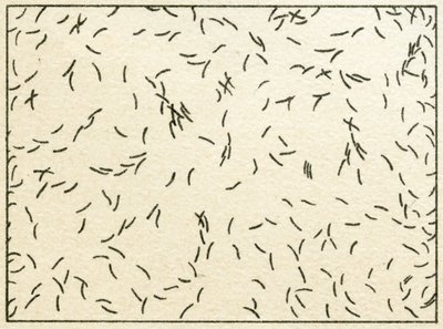 Muestra de bacterias en agua de grifo c.1890 de German School