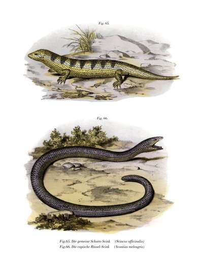 Eslizón de arena de German School