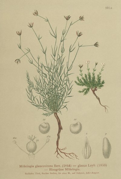 Sandwort de German School