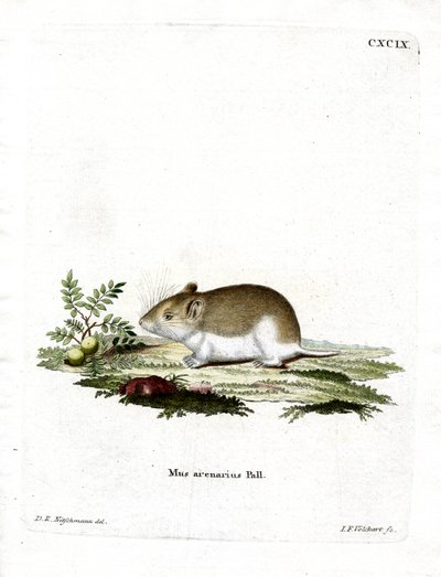 Rata Topo Arenosa de German School