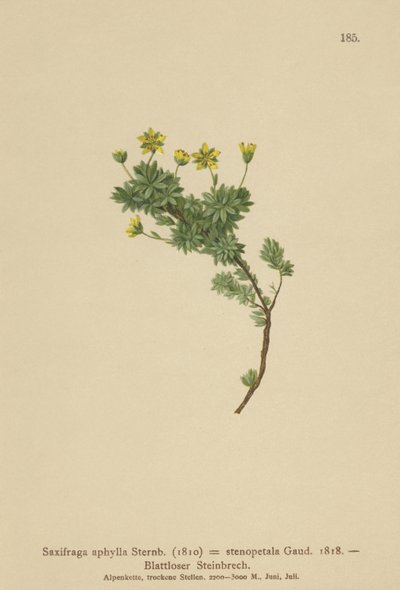 Saxífraga (Saxifraga aphylla, Saxifraga stenopetala) de German School