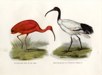 Ibis escarlata, 1864 de German School