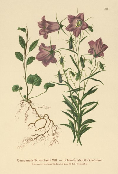 Campanilla de Scheuchzer (Campanula Scheuzeri) de German School