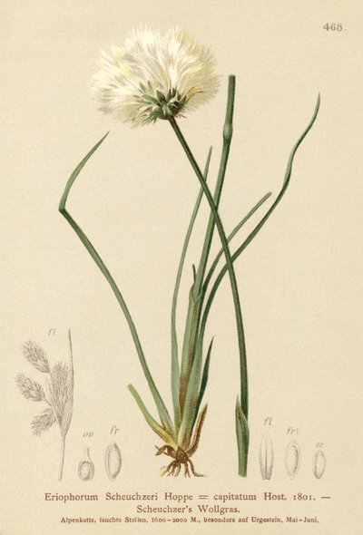 Algodoncillo de Scheuchzer (Eriophorum Scheuchzeri, Eriophorum capitatum) de German School