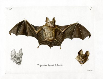 Murciélago de nariz de hoja de Schneider de German School