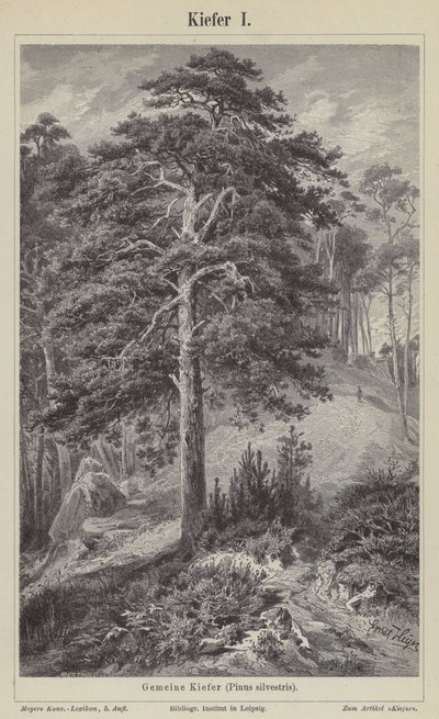 Pino silvestre de German School