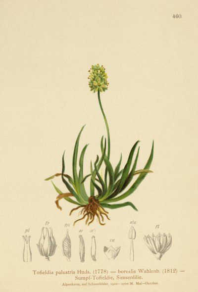 Asfódelo Escocés (Tofieldia calyculata, Tofieldia palustris, Tofieldia borealis, Tofieldia pusilla) de German School