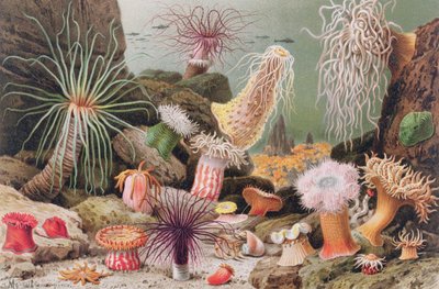 Anémona de mar, lámina de Brehms Tierleben: Allgemeine Kunde des Tierreichs, vol.10, p.581, publicado por Bibliographisches Institut, 1893 de German School