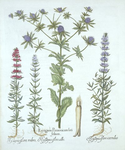 Acebo marino y tres tipos de hisopo, de Hortus Eystettensis, por Basil Besler, pub. 1613 de German School