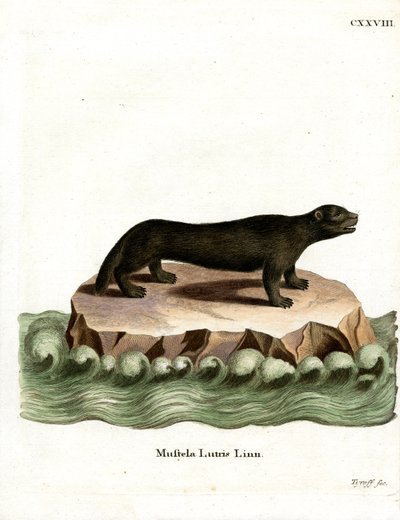 Nutria marina de German School